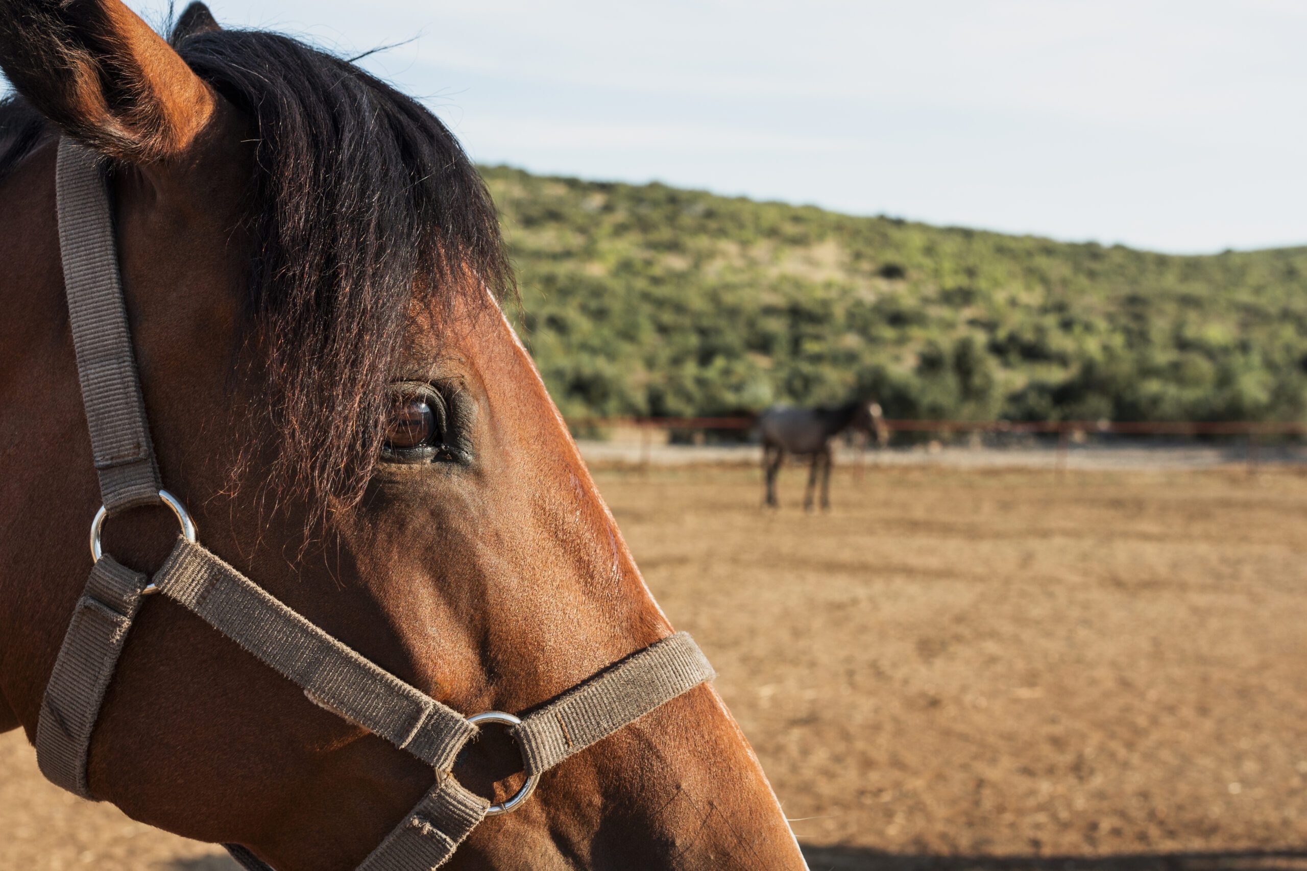 close up horse head scaled